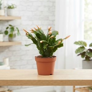 Apricot Christmas Cactus (Schlumbergera) – 13cm Pot