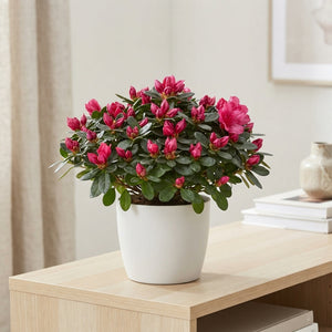 Pink Azalea (Rhododendron simsii) – 17cm Pot