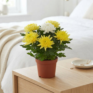 Mixed Chrysanthemum Houseplant – 12cm Pot