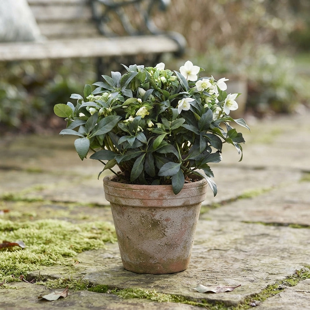 White Hellebore (Helleborus) – 17cm Pot, 45cm High