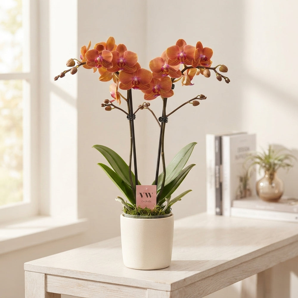 Orange Phalaenopsis Orchid – 2 Stem, 12cm Pot