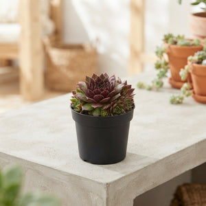 Mixed Sempervivum Collection – 9cm Pot