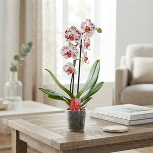 White Cascade Phalaenopsis Orchid – 12cm Pot