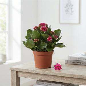 Double-Flowered Kalanchoe 'Don Victorio' – 15cm Pot