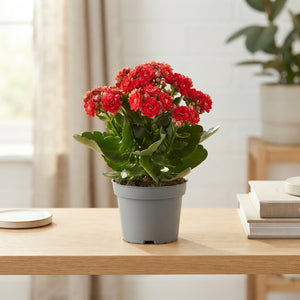 Red Double Kalanchoe – 12cm Pot
