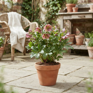 Pink Hellebore (Helleborus) – 17cm Pot, 40cm High