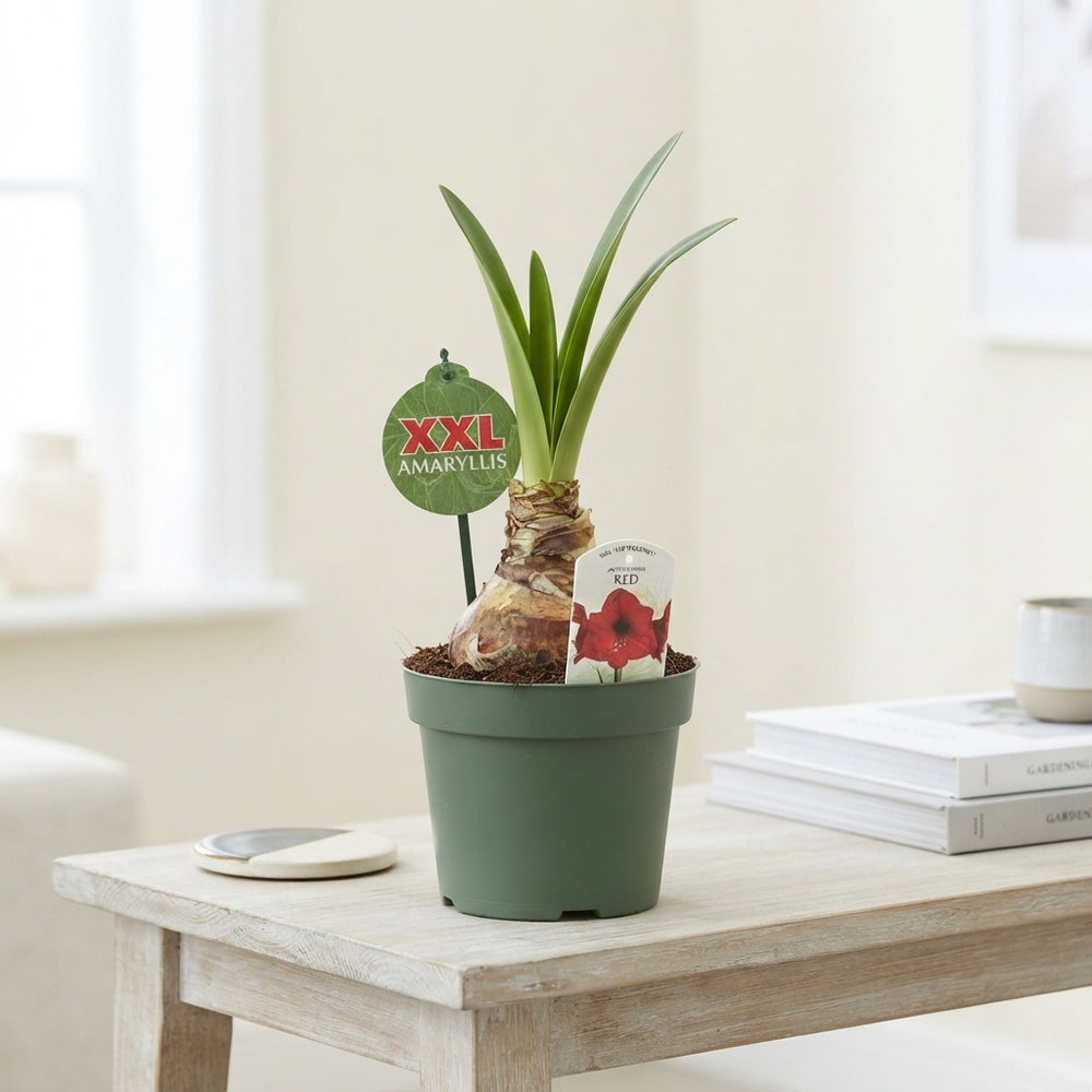 Red Amaryllis (Hippeastrum) – 17cm Pot