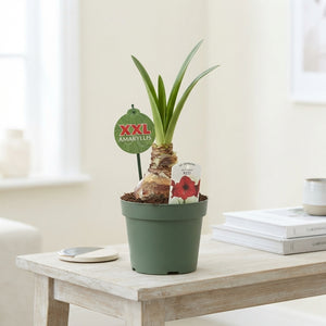 Red Amaryllis (Hippeastrum) – 17cm Pot