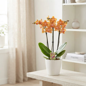 Orange Phalaenopsis Orchid – 12cm Pot, 65cm