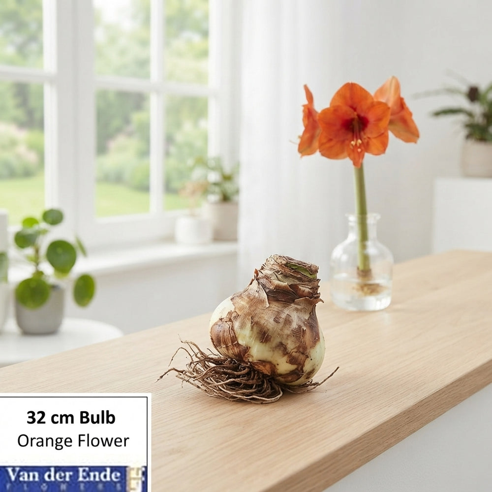 White Hippeastrum Amaryllis Bulb