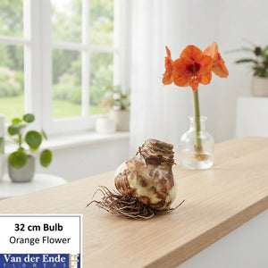 White Hippeastrum Amaryllis Bulb