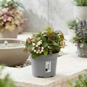 White Gaultheria procumbens ‘Ciao B’ – 12cm Pot