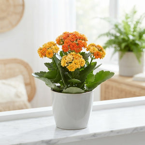 Mixed Double Kalanchoe – 9cm Pot