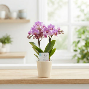 Mini Phalaenopsis Orchid in Glass – 6cm Pot