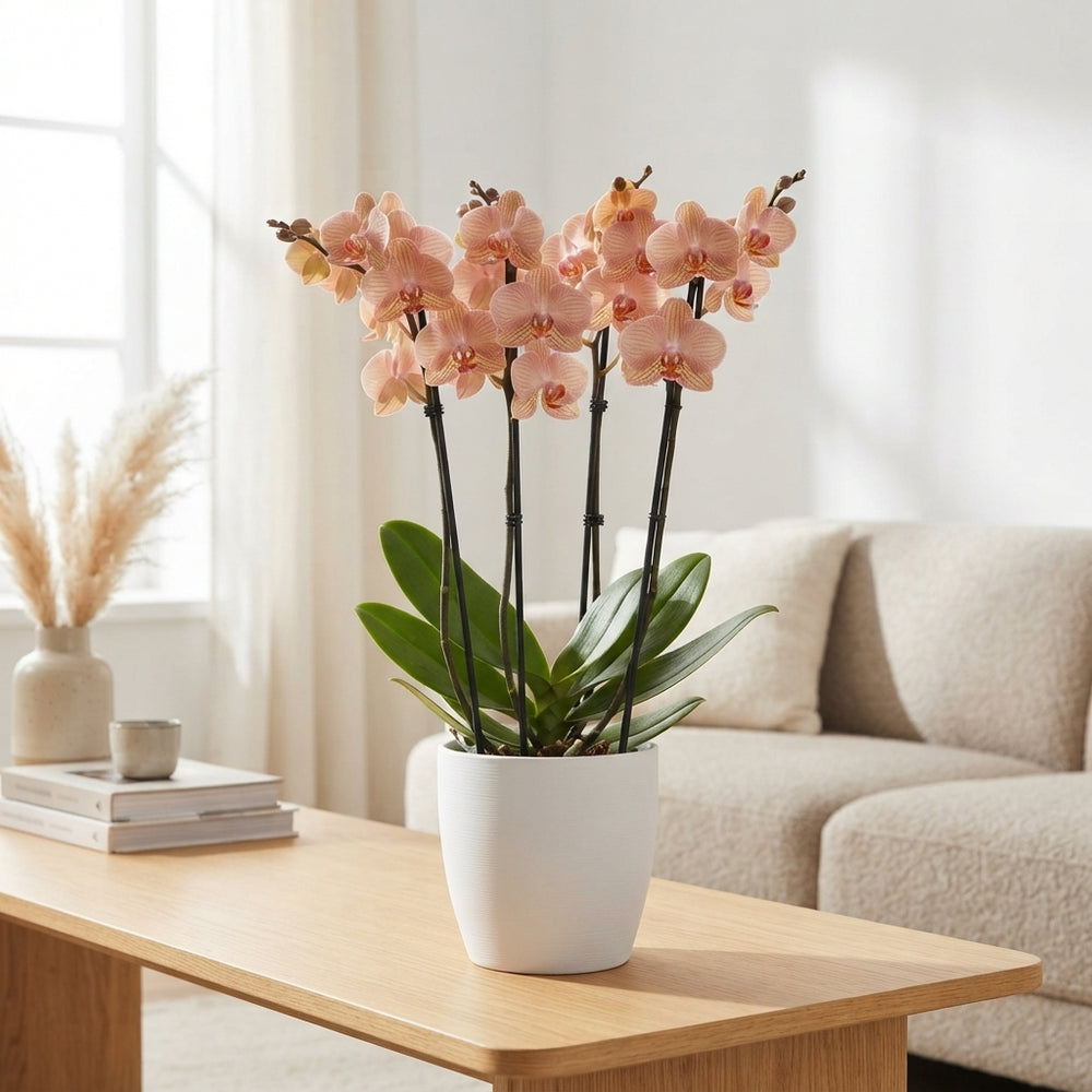 Phalaenopsis Orchid – 4-Stem, 12cm Pot, 50cm