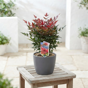 Nandina ‘Obsessed’ – 17cm Pot, 50cm High