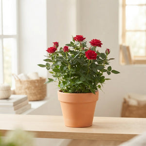 Rose Plant ‘Favourite Rose’ – 20cm Pot