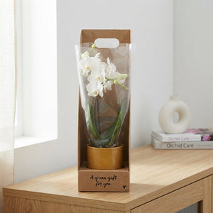 Mixed Phalaenopsis Orchid Gift Set – 9cm Pots