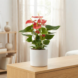 Red Anthurium ‘Casparo in Couture’ – 14cm Pot