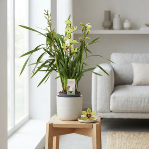Cymbidium Summer Pearl ‘Suzy’ Orchid – 14cm Pot