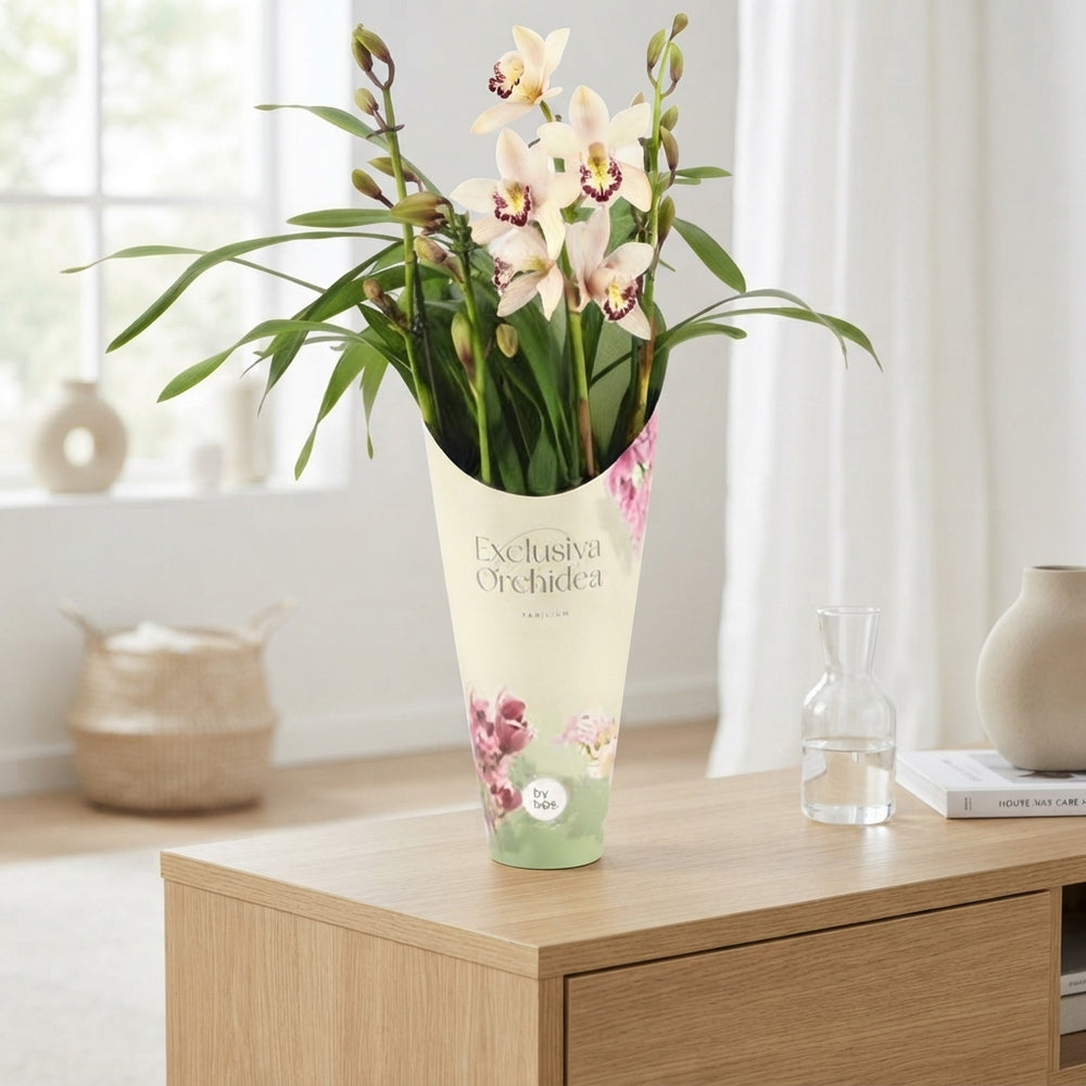 Cymbidium 'Little Stef' Orchid – 12cm Pot, 55cm Tall