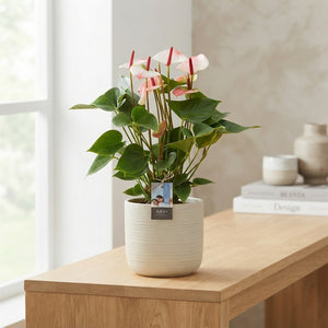 Anthurium ‘Amalia Elegance’ – 17cm Pot