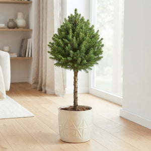 Perfecta Dwarf Alberta Spruce (Picea glauca) – 19cm Pot