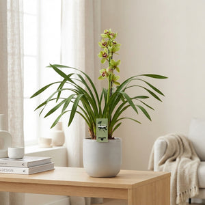 Cymbidium Summer Pearl ‘Suzy’ Orchid – 14cm Pot
