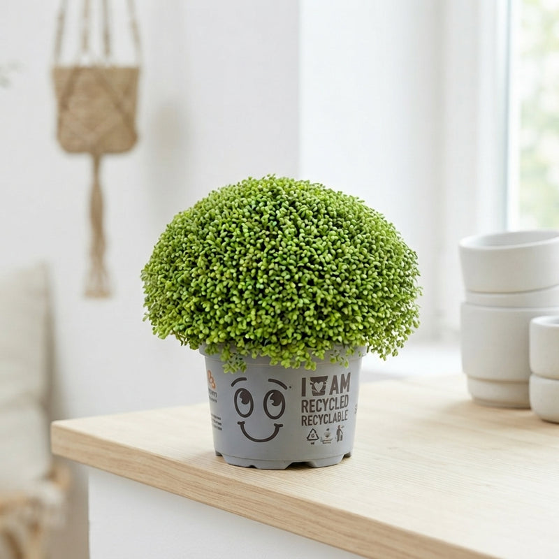Selaginella apoda Green Houseplant – 10.5cm Pot