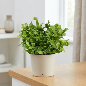 Asplenium Fern – 6cm Pot