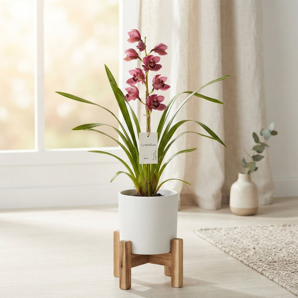 Mixed Cymbidium Orchid – 9cm Pot, 40cm High