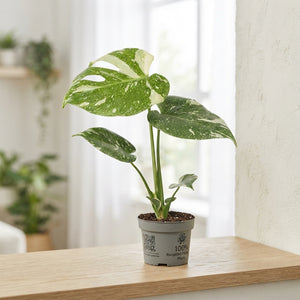 Monstera deliciosa ‘Tellation’ – 10cm Pot