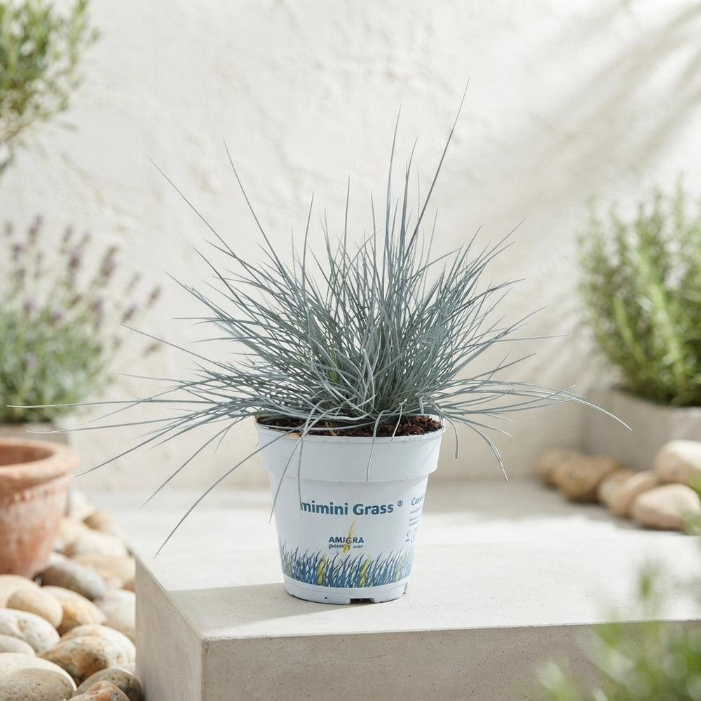 Blue Fescue Grass (Festuca glauca) – 10.5cm Pot