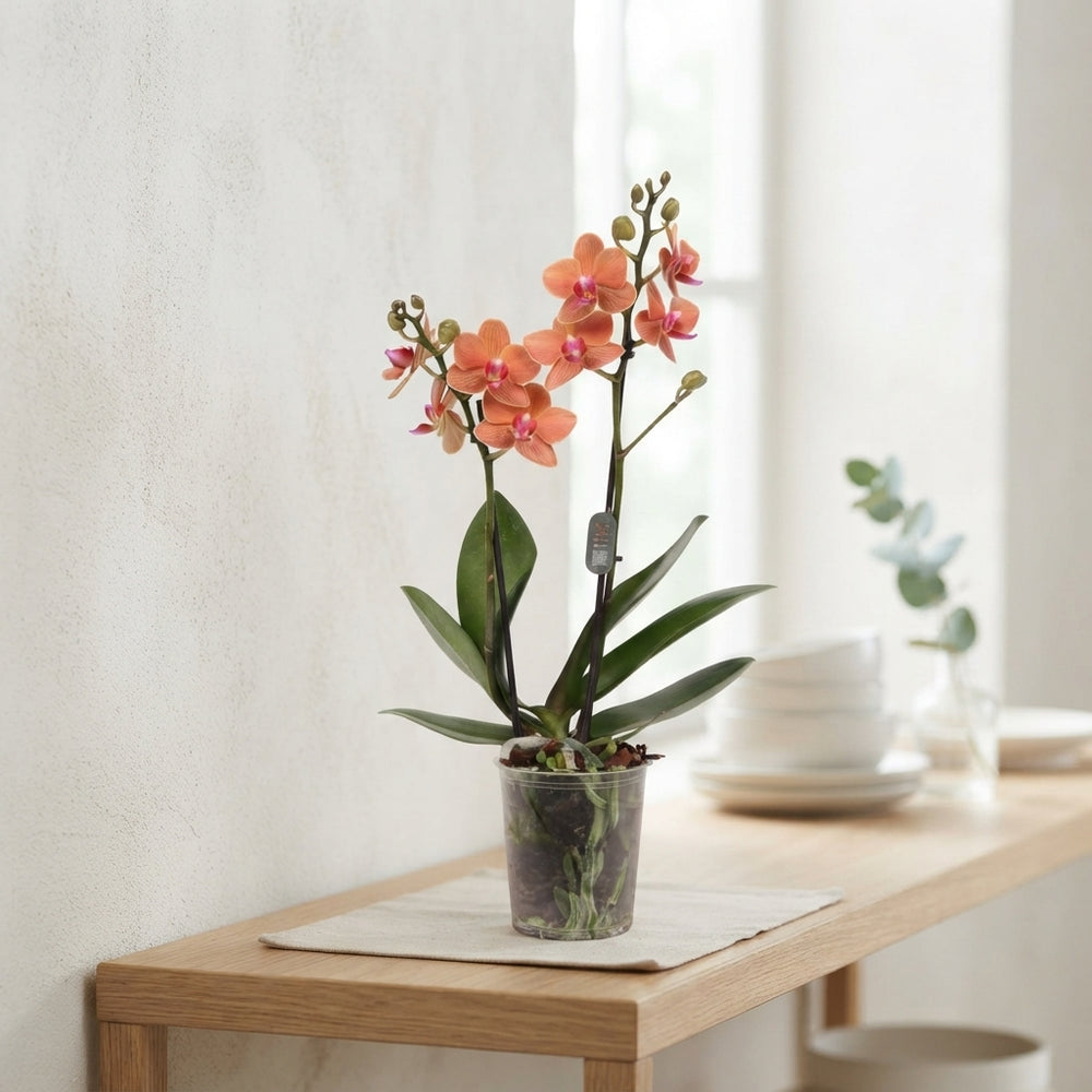 Phalaenopsis Orchid ‘Bolzano’ – 2 Stem, 9cm Pot