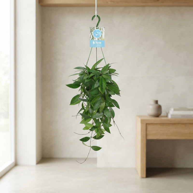 Hoya Memoria Gracilis Wax Plant – 14cm Pot