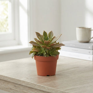 Green Aeonium Succulent – 8.5cm Pot
