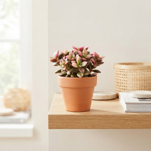 Sunrise Anacampseros Succulent – 5.5cm Pot
