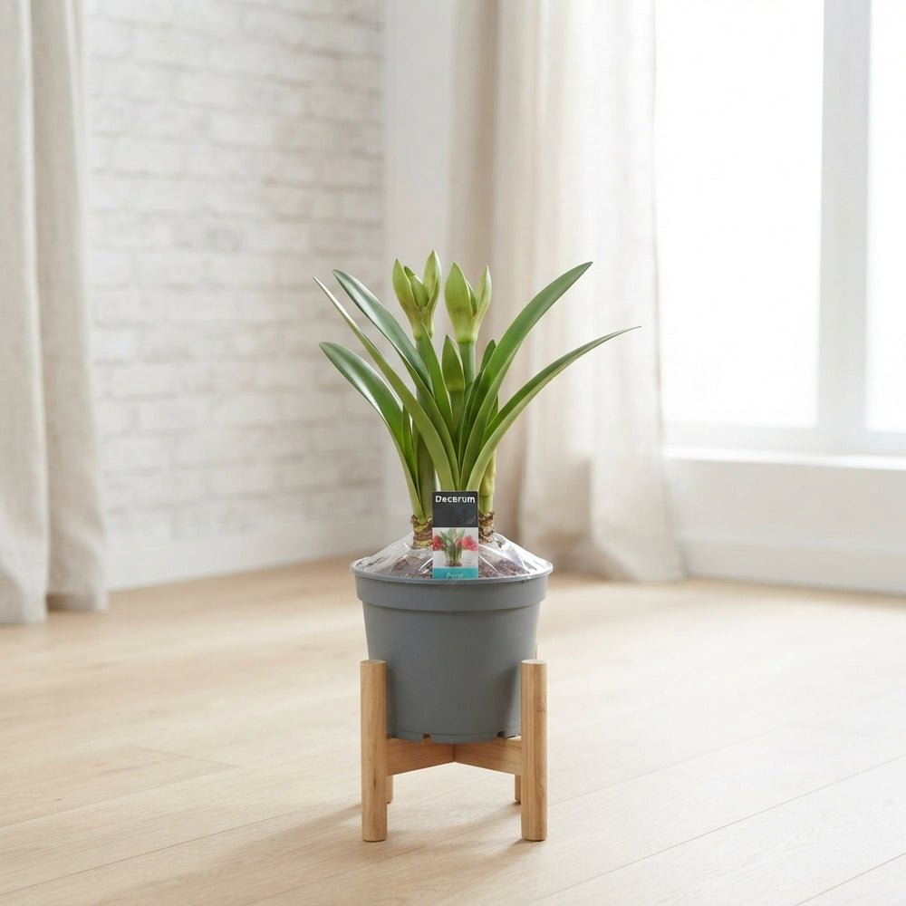 Mixed-Colour Amaryllis (Hippeastrum) – 17cm Pot