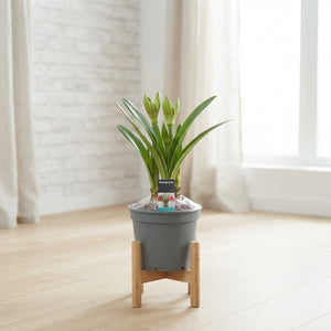 Mixed-Colour Amaryllis (Hippeastrum) – 17cm Pot