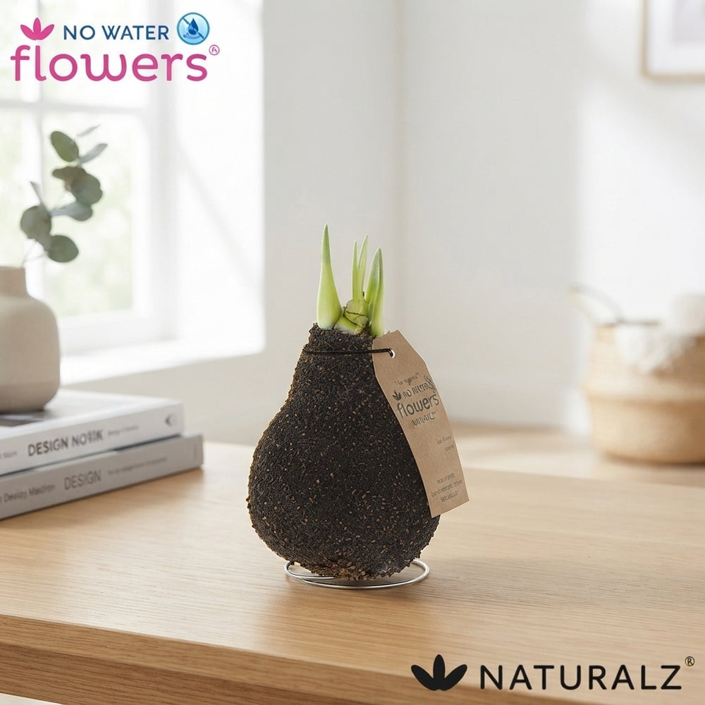 Waxed Amaryllis Hippeastrum – Natural Cork Finish