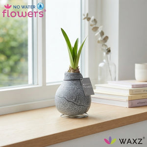 Marble Waxed Amaryllis (Hippeastrum)