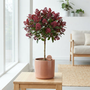 Red Wax Apple Branches – Decorative Cut Stems