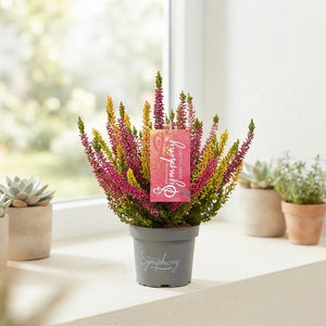 Calluna vulgaris ‘Beauty Ladies Symphony’ – 12cm Pot