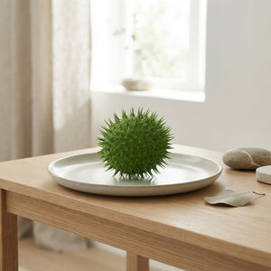 Ornamental Cucumis Egel – Green Decorative Fruit