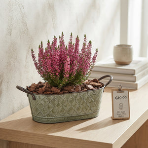 Outdoor Green Arrangement in Oval Zinc Planter – 28cm