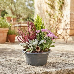 Classic Outdoor Plant Arrangement – 24cm Pot