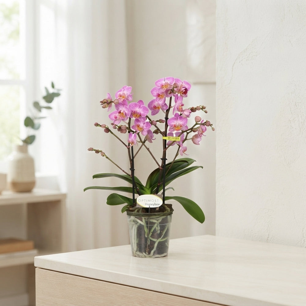 Honeybee Phalaenopsis Orchid – 12cm Pot, 45cm Tall