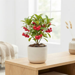 Red Wax Apple Branches – Decorative Home Display