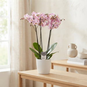 Pink Spotted Phalaenopsis Orchid – 12cm Pot