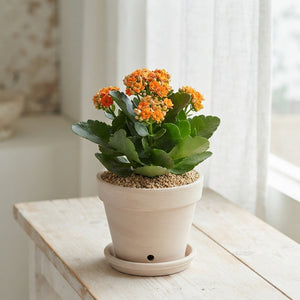 Oval Decorative Plant Arrangement